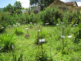 Vườn cây thuốc nam trong trường học  Báo Đồng Khởi Online